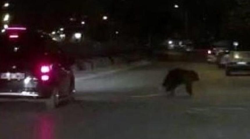 Adana'da Sirkten Ka&ccedil;an Ayı Yakalandı