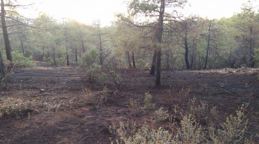 Erken M&uuml;dahale Ormanı Kurtardı