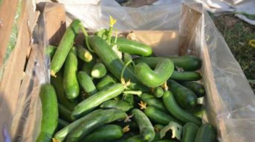 Doğu Marmara&rsquo;nın Zam Şampiyonu Salatalık Oldu