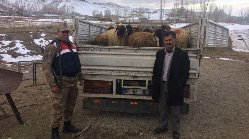 Başkale’de Hayvan Hırsızlığı