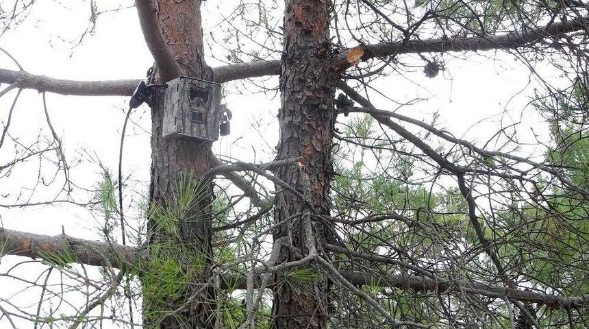 Aydın Ve Muğla Ormanları İçin Fotokapan Desteği Sürüyor