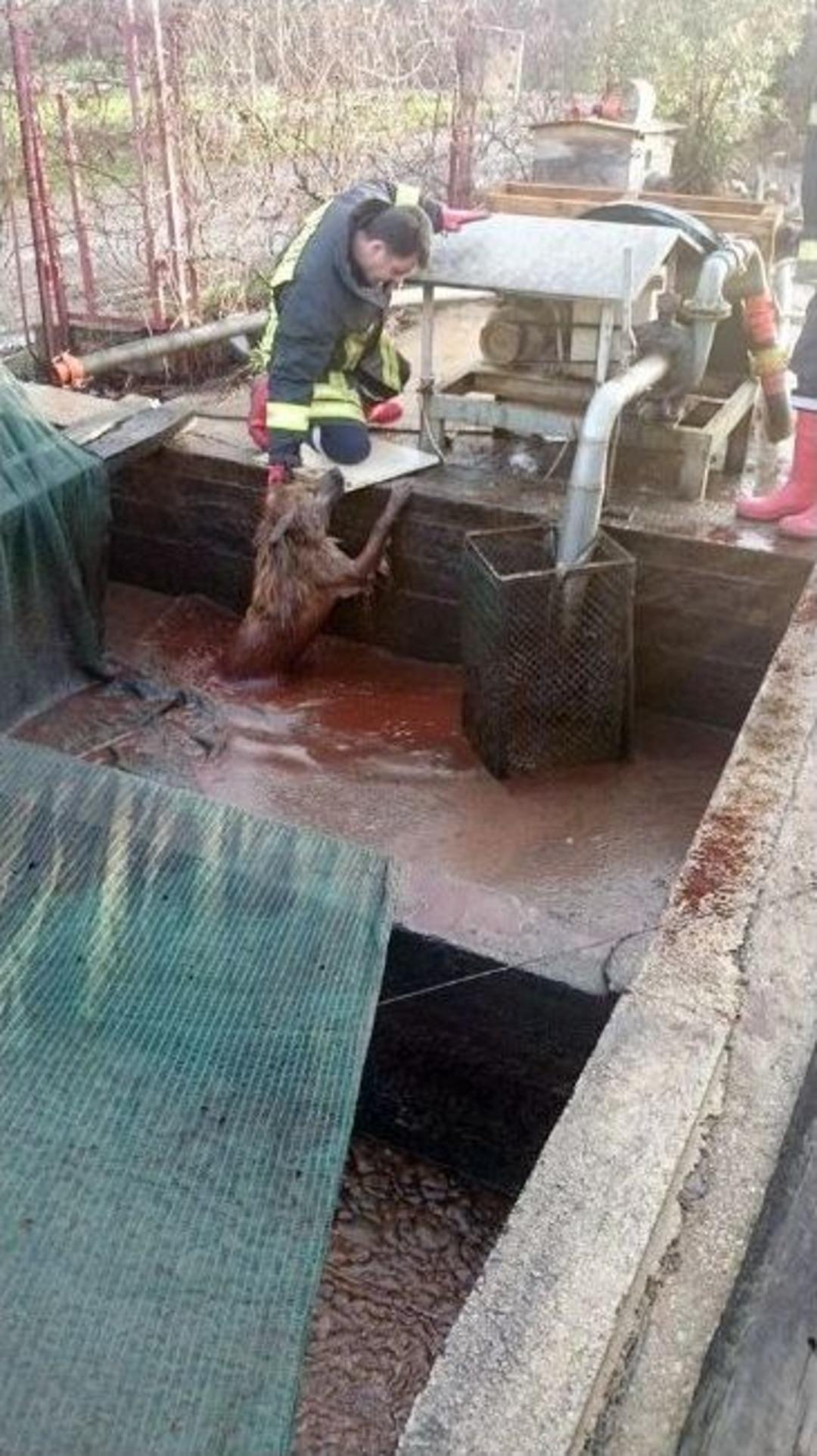 Atık Havuzuna D&uuml;şen K&ouml;peği İtfaiye Kurtardı