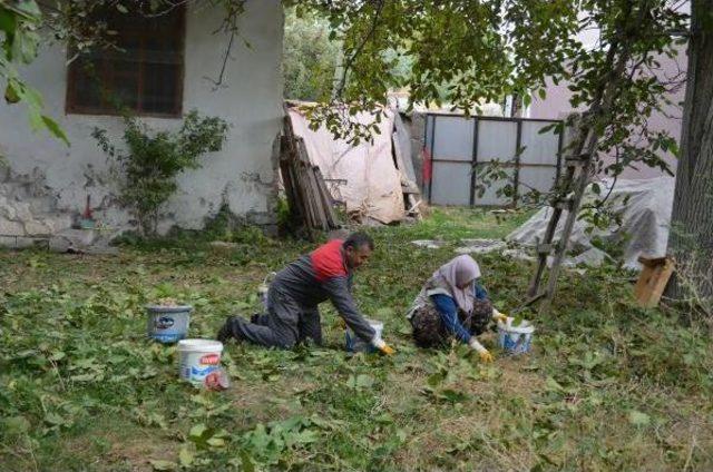 Adilcevaz’Da Ceviz Hasadı Başladı