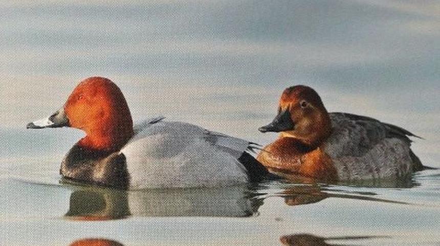 Zonguldak&rsquo;Ta Su Kuşu Sayımı Yapıldı