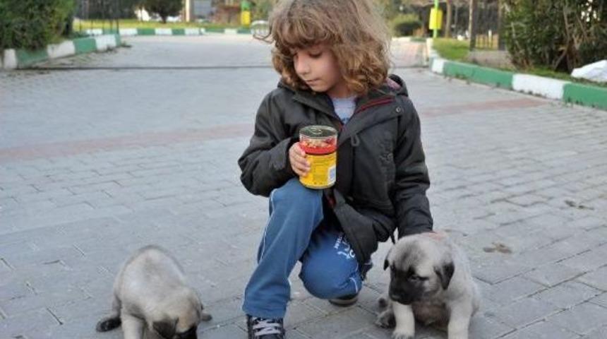 Har&ccedil;lıklarını Biriktirip Can Dostları I&ccedil;in Mama Ve S&uuml;t Aldılar