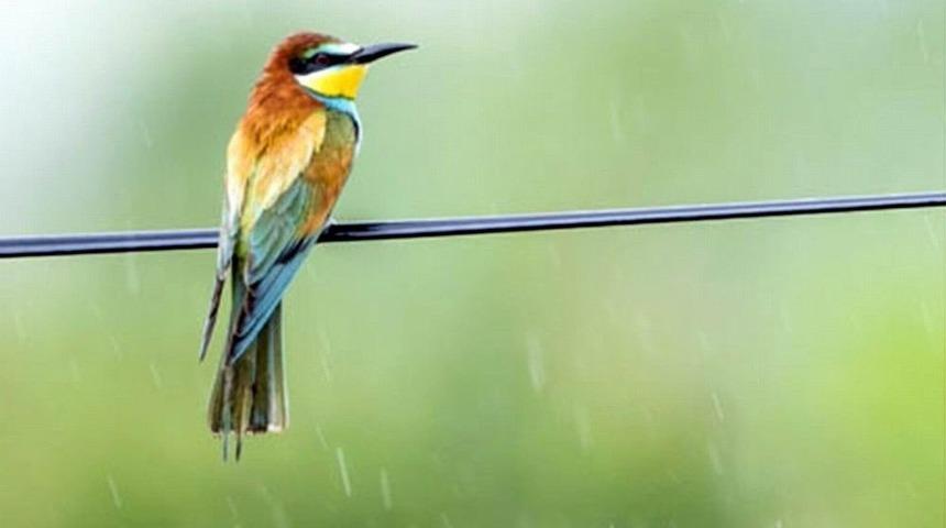 Samsun&rsquo;da 154 Endemik Bitki Ve Hayvan T&uuml;r&uuml; Tespit Edildi