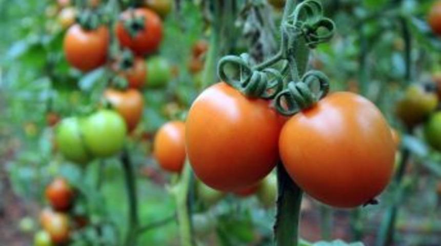 Rusya&rsquo;nın Domates İthalatındaki Kısıtlaması T&uuml;rk İhracat&ccedil;ısını Mağdur Ediyor