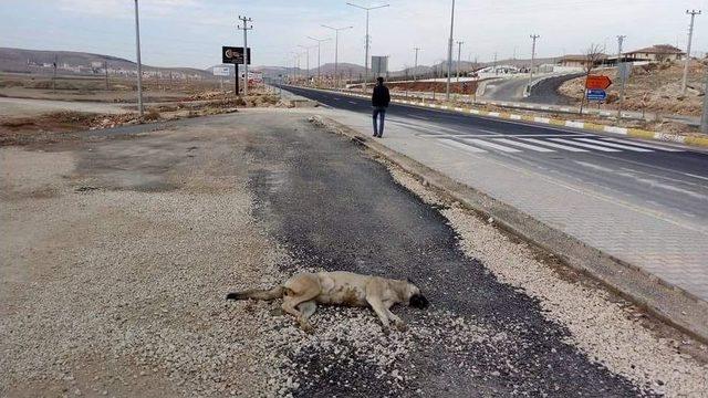 Mardin’de Araçların Çarptığı 2 İnek Ve 1 Köpek Telef Oldu