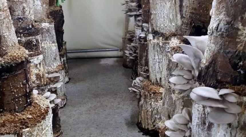 K&uuml;t&uuml;k Mantarı Hem &Uuml;reticiye Hem T&uuml;keticiye Kazandırıyor