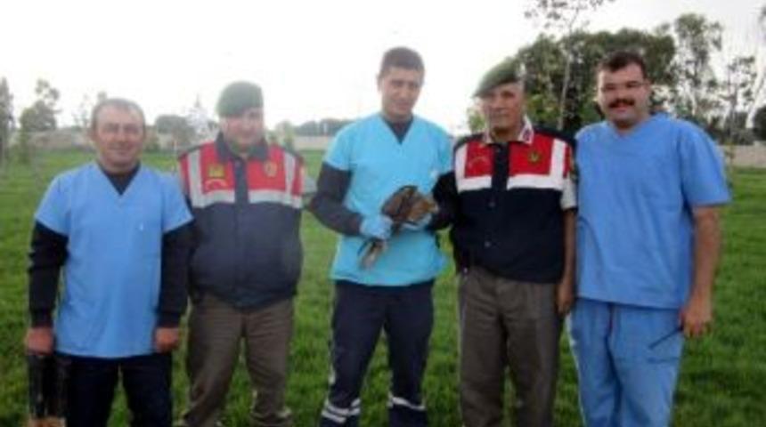 Kayseri'de Yaralı Kızıl Şahin Kuşu Bulundu