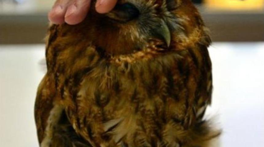 Yaralı Baykuş, Kartal Ve Pelikan Tedaviye Alındı