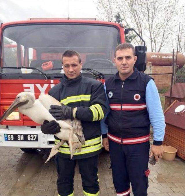 Yaralı Baykuş, Kartal Ve Pelikan Tedaviye Alındı