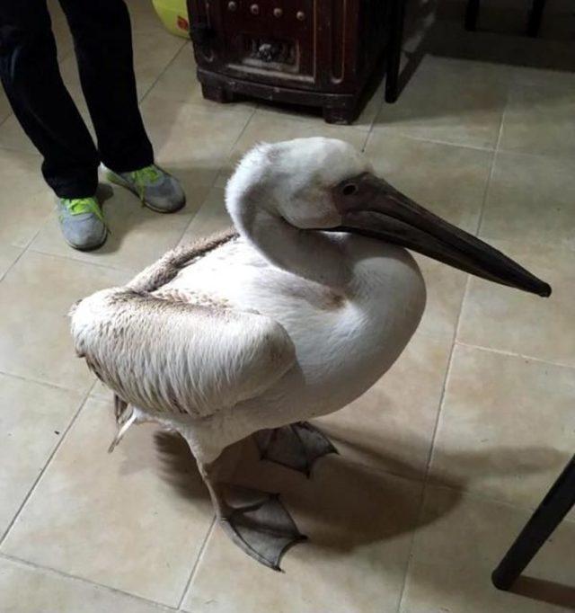 Yaralı Baykuş, Kartal Ve Pelikan Tedaviye Alındı