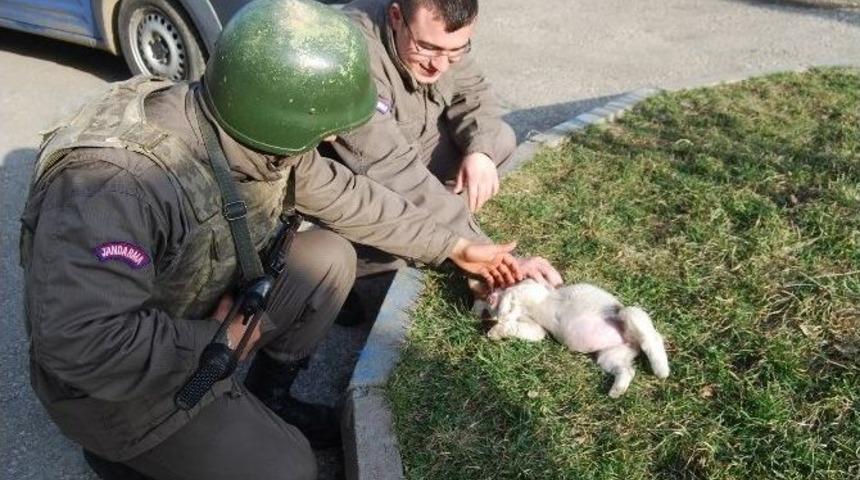 Annesini Kaybeden Yavru K&ouml;peğe Jandarma&rsquo;dan Şefkat Eli
