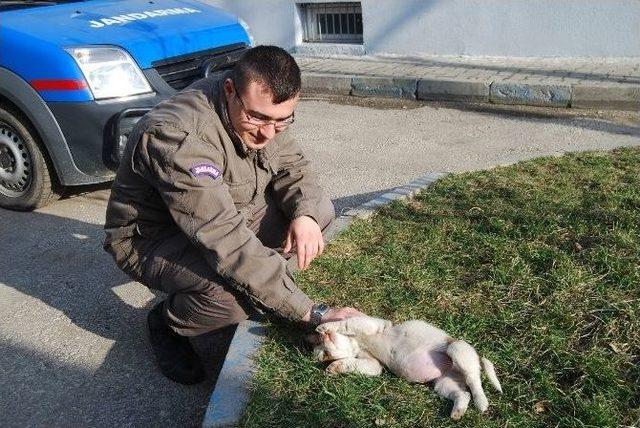 Annesini Kaybeden Yavru Köpeğe Jandarma’dan Şefkat Eli