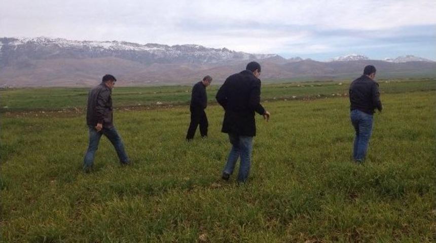 Silopi&rsquo;de Don Olayları Buğday Sararmasına Neden Oldu