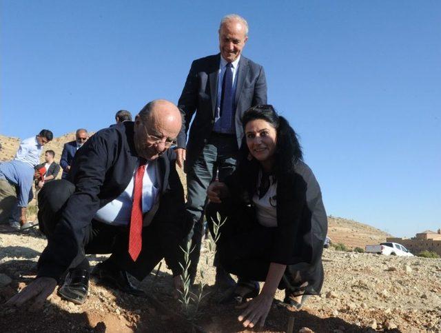 Mardin&rsquo;de &lsquo;zeytin Gen&rsquo; Bah&ccedil;esi Kuruldu 1