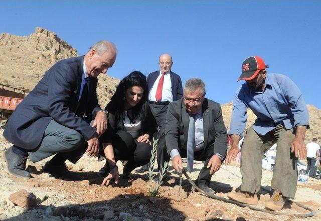 Mardin&rsquo;de &lsquo;zeytin Gen&rsquo; Bah&ccedil;esi Kuruldu 2