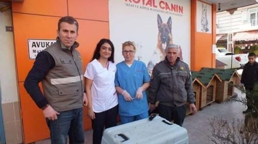 Tedavisi Tamamlanan Yaralı Karaca Doğal Yaşam Alanına Salındı