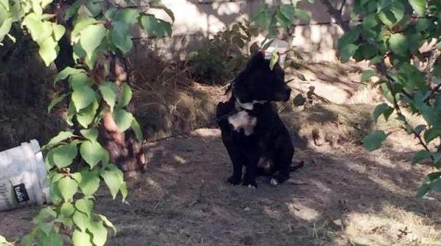 Pitbull Yetiştiren Şahsa Ceza