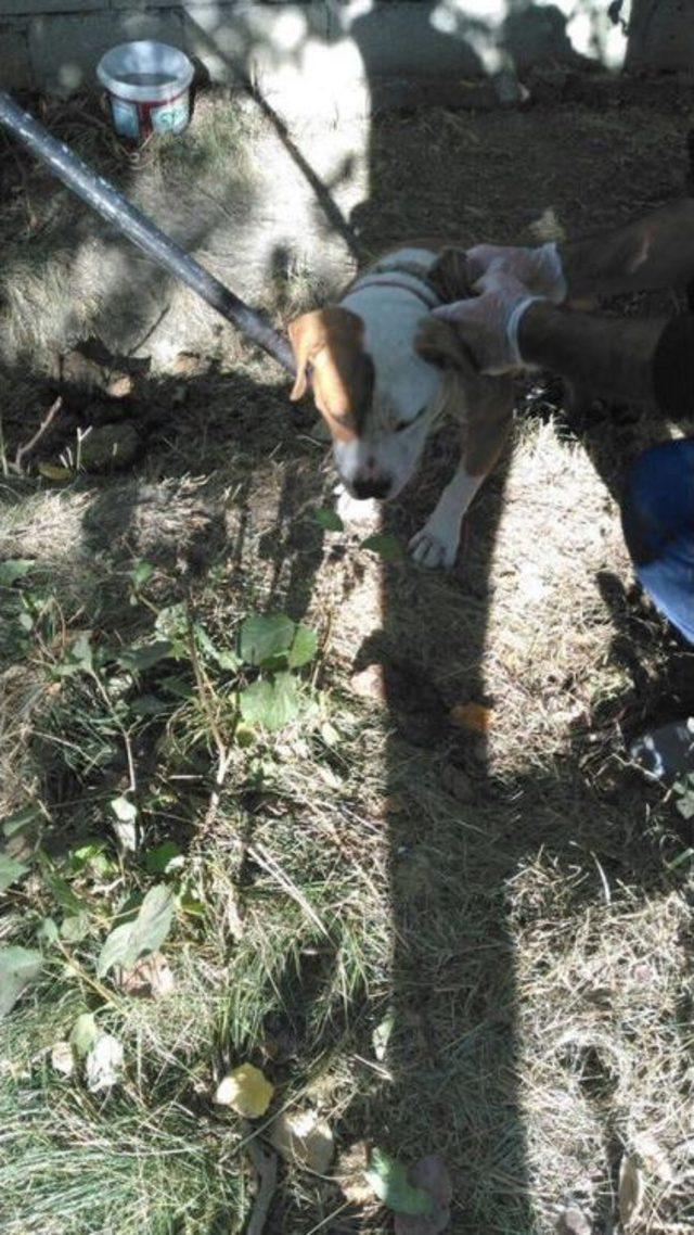 Pitbull Yetiştiren Şahsa Ceza 1