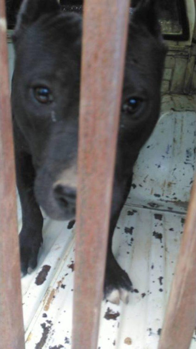 Pitbull Yetiştiren Şahsa Ceza 2