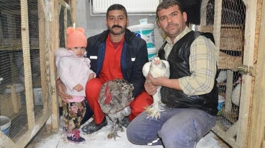 (&ouml;zel Haber) - D&uuml;nyanın Tavuklarını Burada Yetiştiriliyor