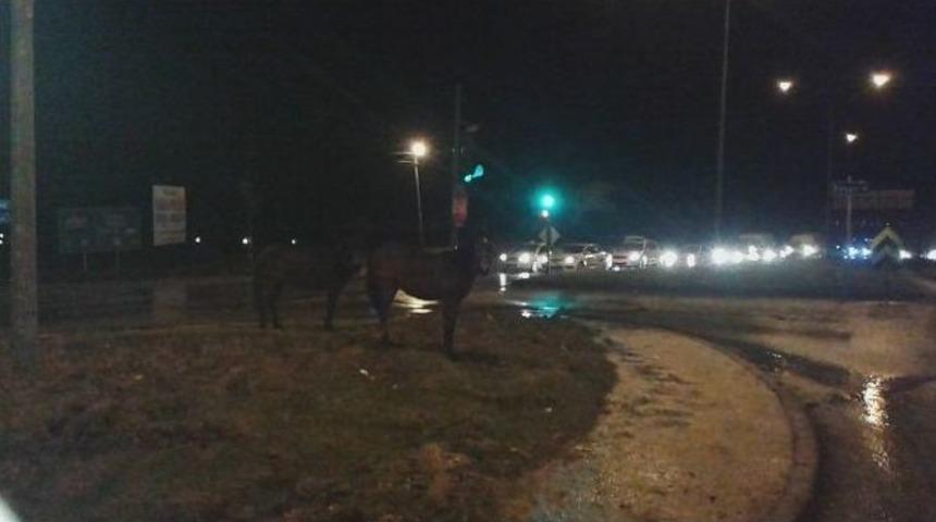 Ahırdan Ka&ccedil;an Atlar Trafiği Tehlikeye D&uuml;ş&uuml;rd&uuml;