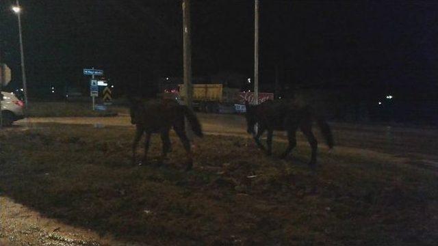 Ahırdan Kaçan Atlar Trafiği Tehlikeye Düşürdü