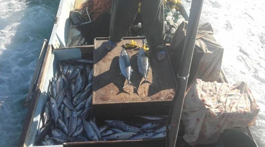 Havalar Soğudu Palamutlar B&uuml;y&uuml;d&uuml;