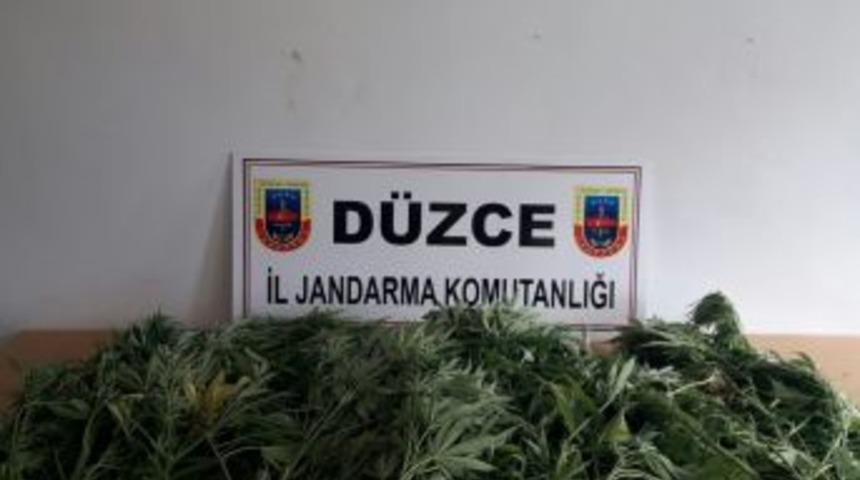 D&uuml;zce&rsquo;de 56 K&ouml;k Hint Keneviri Yakalandı
