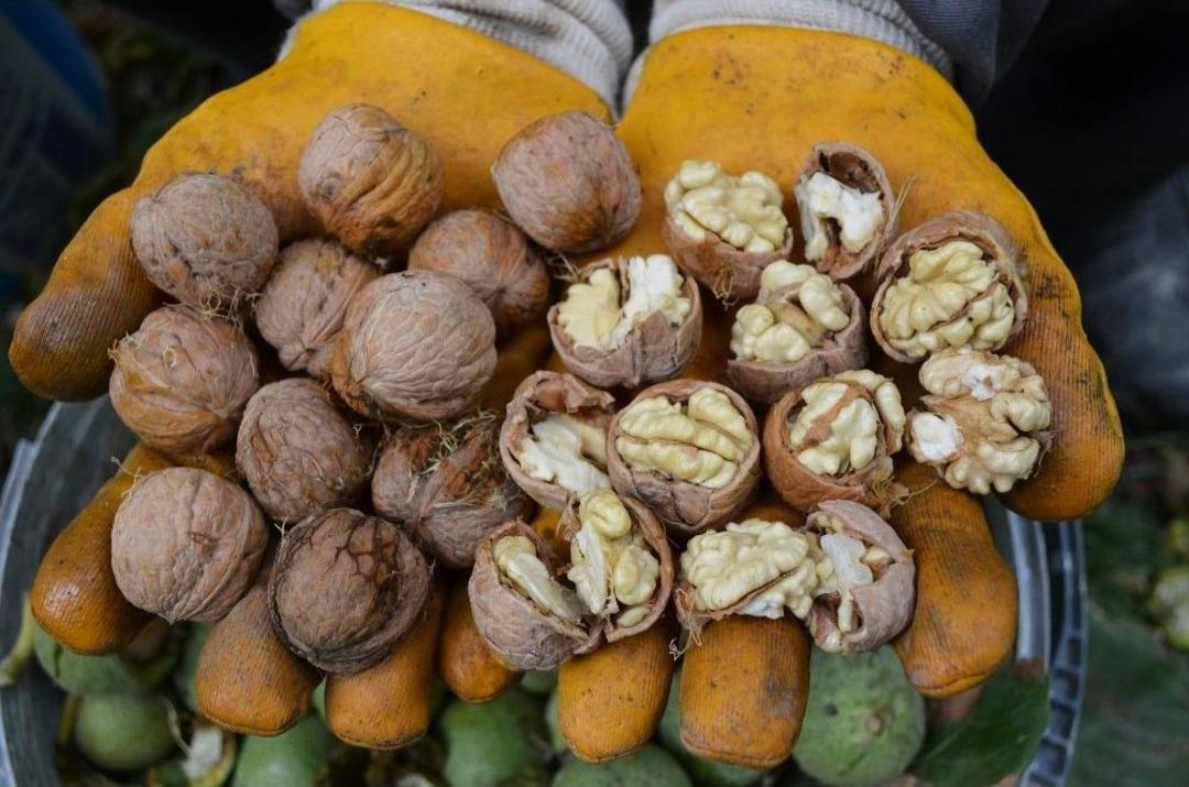 Adilcevaz&rsquo;da Ceviz Hasadı Başladı