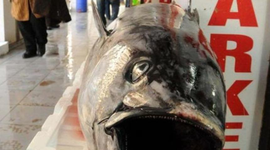 Av Yasağındaki Mavi Y&uuml;zge&ccedil;li Orkinosa El Konuldu