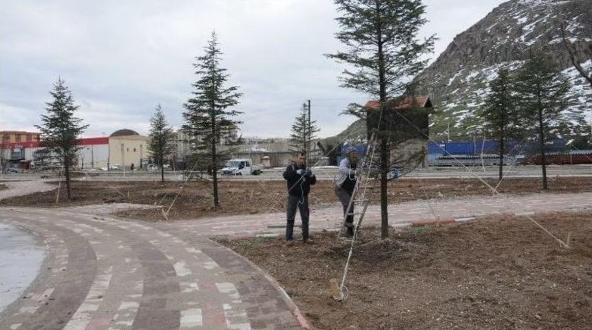 Ağa&ccedil;ları Kesmek Yerine 10 Kilometre Uzaklıktaki Parka Taşıdılar