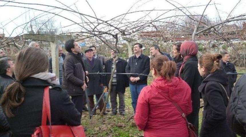 Personele Kivi Budama Eğitimi