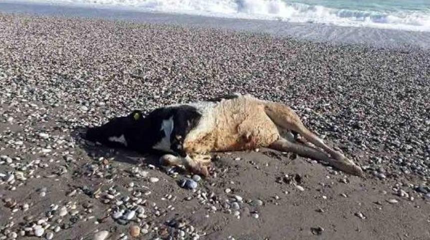Sele Kapılıp Telef Olan Inekler Sahile Vurdu
