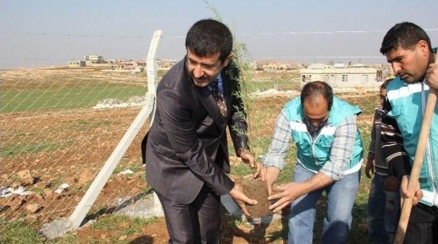 Kırsalı Ağaçlandırma Kampanyası