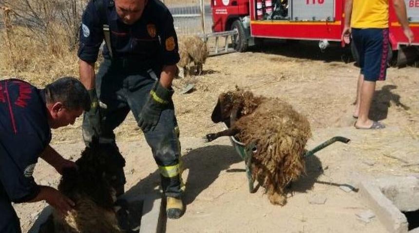 K&ouml;peklerden Ka&ccedil;an Koyun S&uuml;r&uuml;s&uuml; Kuyuya D&uuml;şt&uuml;; 1 Koyun Telef Oldu
