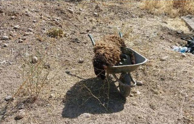 Köpeklerden Kaçan Koyun Sürüsü Kuyuya Düştü; 1 Koyun Telef Oldu