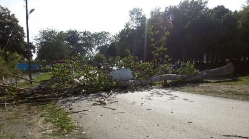 Seyir Halindeki Otomobilin &Uuml;st&uuml;ne Ağa&ccedil; D&uuml;şt&uuml;: 1 Ağır Yaralı