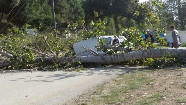 Seyir Halindeki Otomobilin Üstüne Ağaç Düştü: 1 Ağır Yaralı