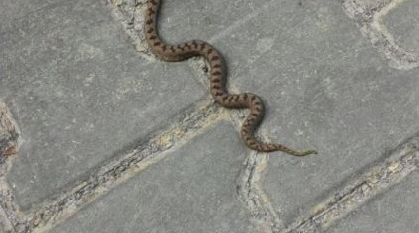 K&uuml;re Dağları Milli Parkı&rsquo;nda Yeni Kafkas Burunlu Engerek Yılanı T&uuml;r&uuml; Tespit Edildi