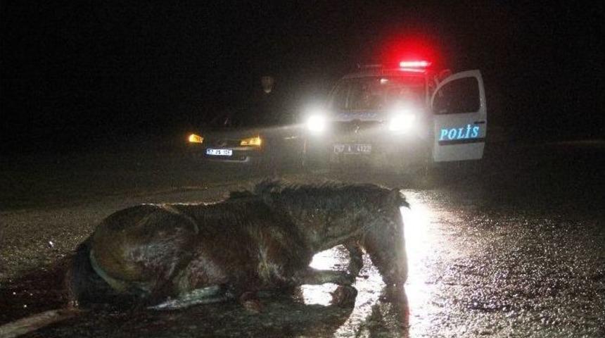 Yaralı At Saatlerce Kurtarılmayı Bekledi