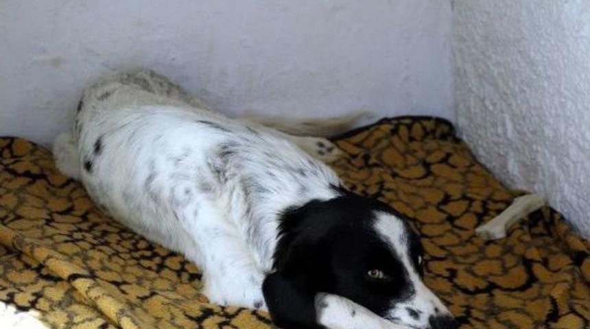 &Ccedil;ocuk Parkında K&ouml;peğe Tecav&uuml;z Iddiası