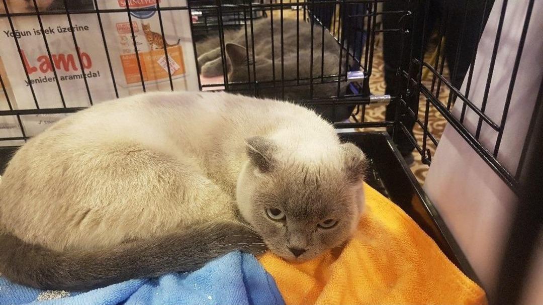 2. Uluslararası Pursaklar Kedi G&uuml;zellik Festivali