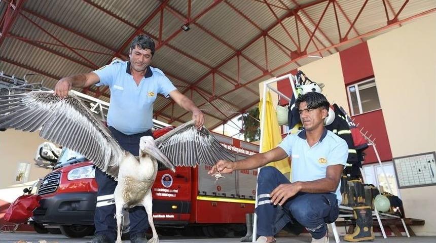 Yaralı Pelikanı İtfaiye Ekipleri Kurtardı