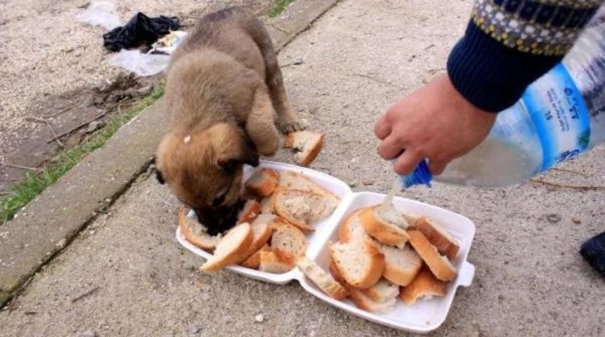 Isparta'da &Uuml;niversitenin Artık Yemekleri Sokak Hayvanlarına