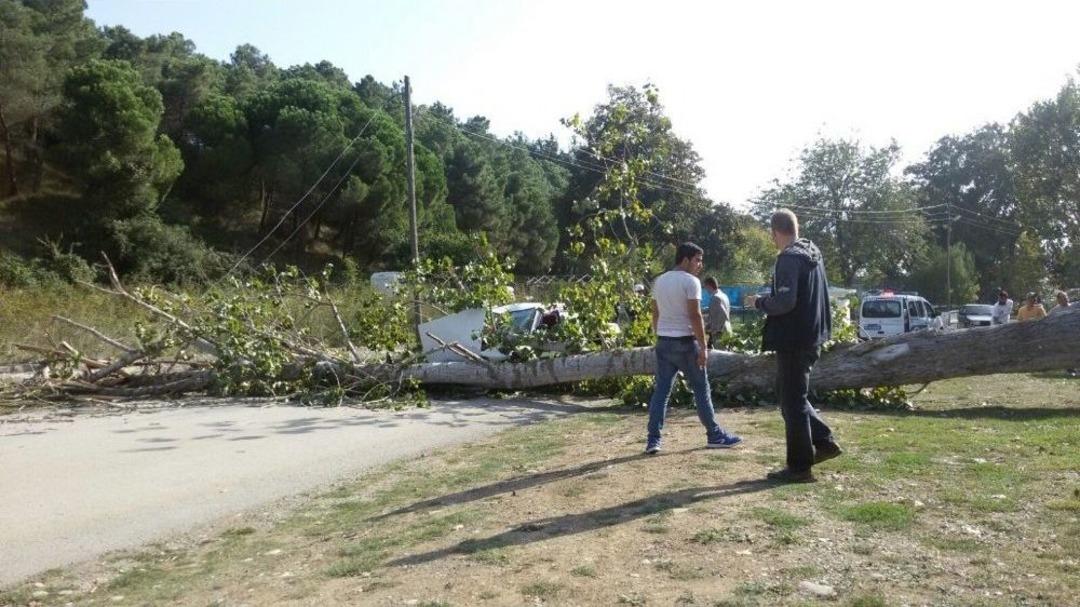 Otomobilin &Uuml;zerine Ağa&ccedil; Devrildi