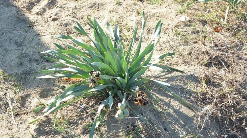 Bu Bitkiyi Koparmanın Cezası 38 Bin 751 Lira