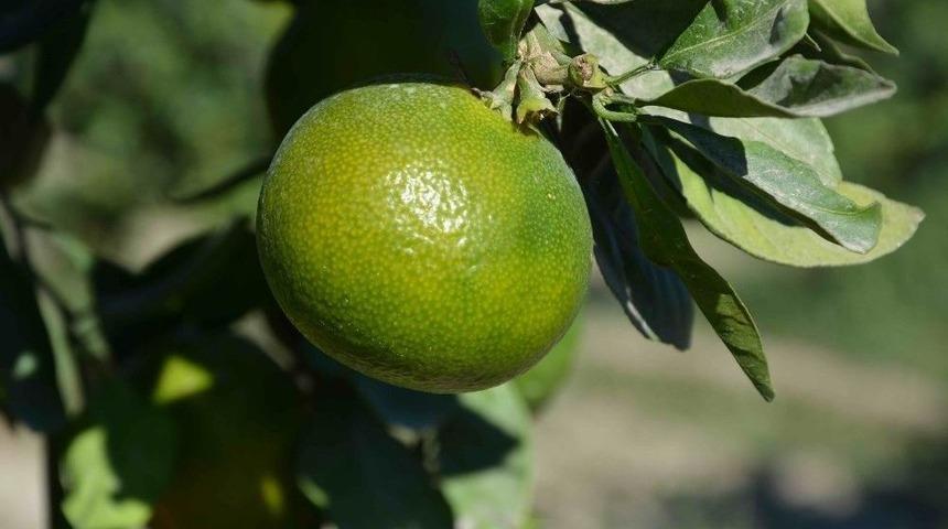 &Uuml;r&uuml;n Var, Pazar Yok